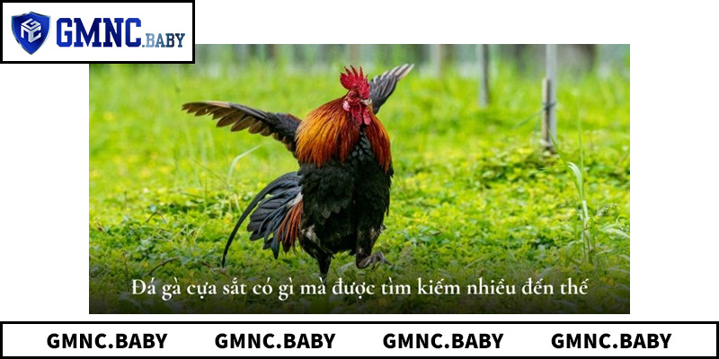 Hướng dẫn cách nhận diện các trường gà nổi tiếng uy tín nhất