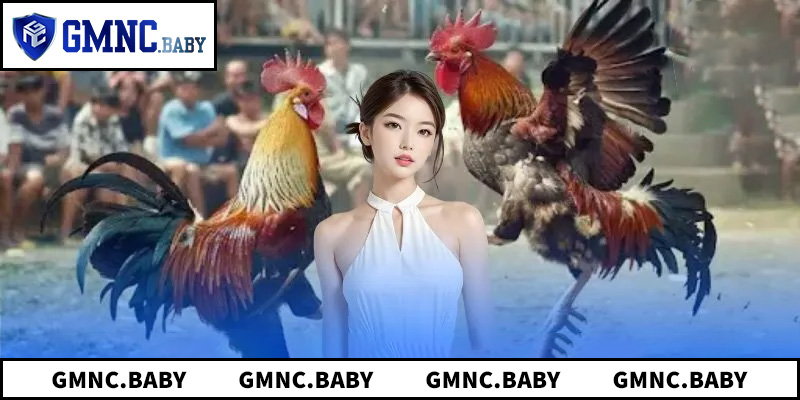 Cách Nhận Biết Trường Gà Nổi Tiếng Và Uy Tín Cho Người Mới